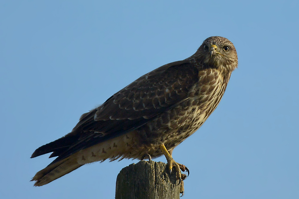 Common Buzzard