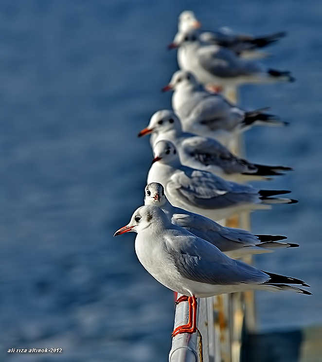 Black-headed Gull