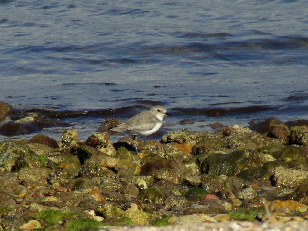 Kentish Plover