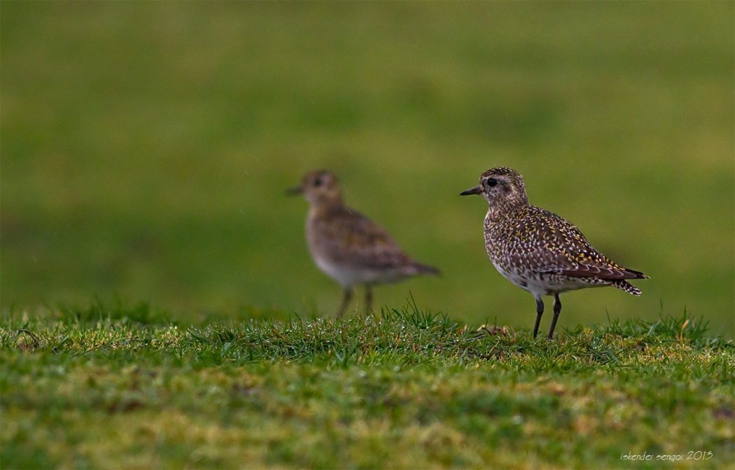 European Golden Plover