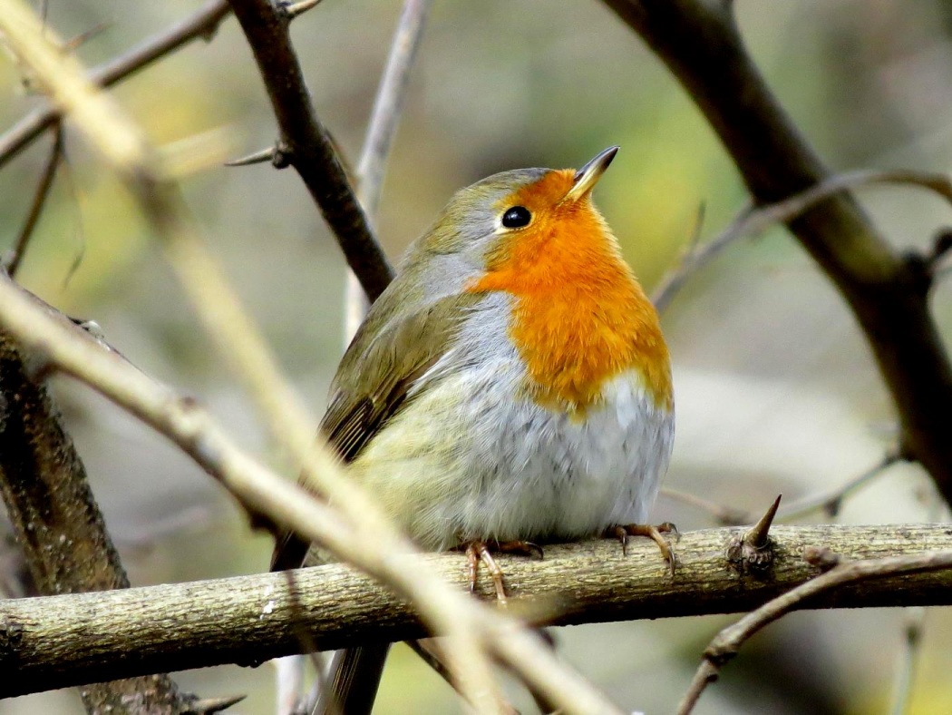 European Robin