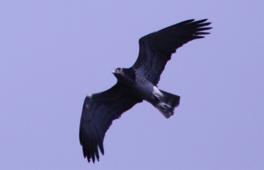 Short-toed Snake Eagle