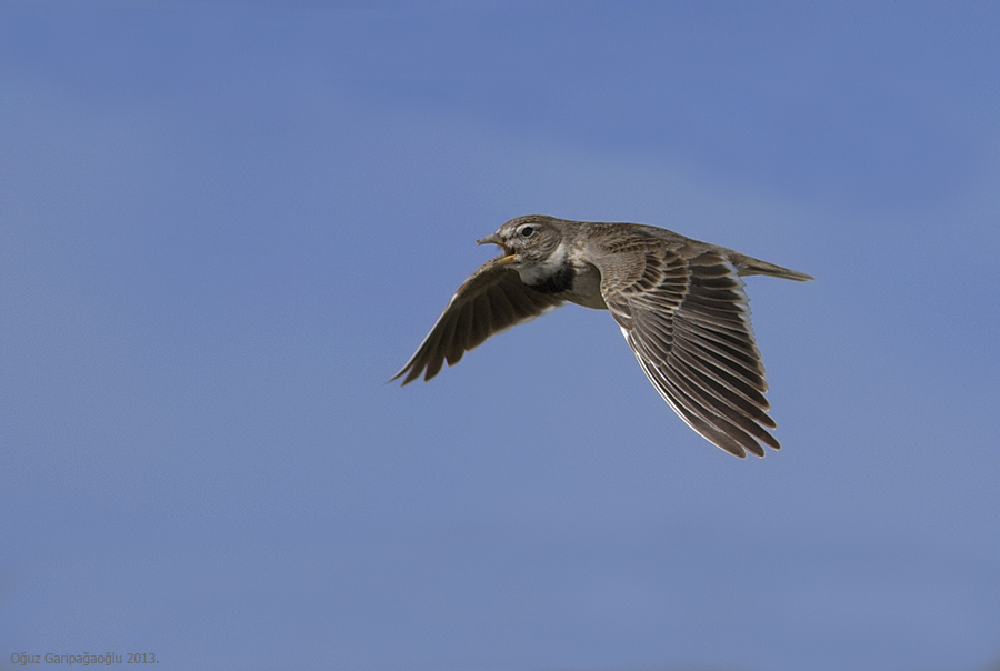 Calandra Lark