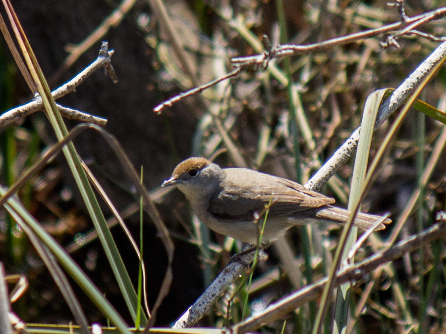 Eurasian Blackcap