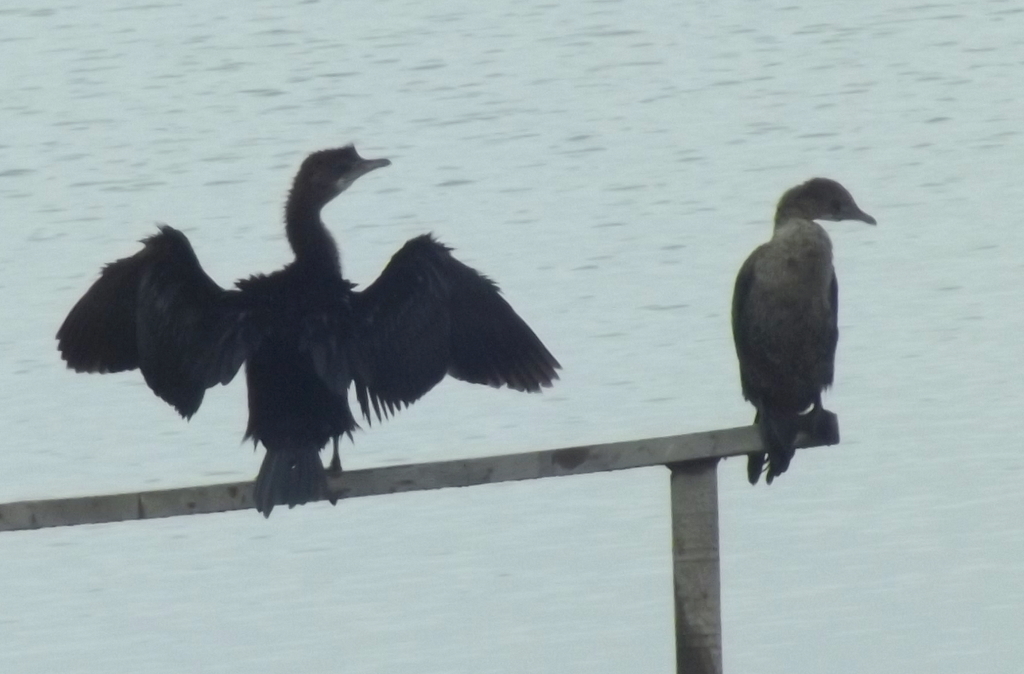 Pygmy Cormorant