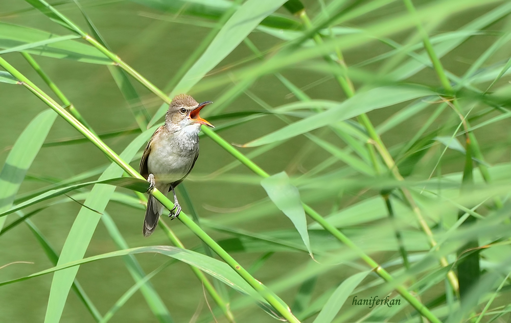 Great Reed Warbler