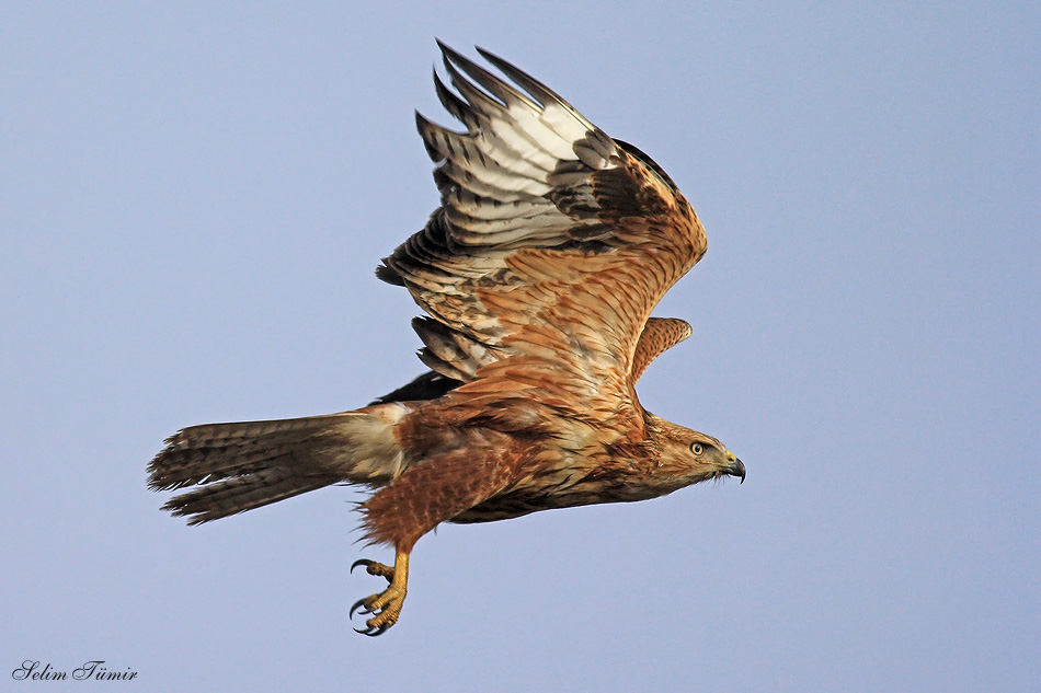 Long-legged Buzzard