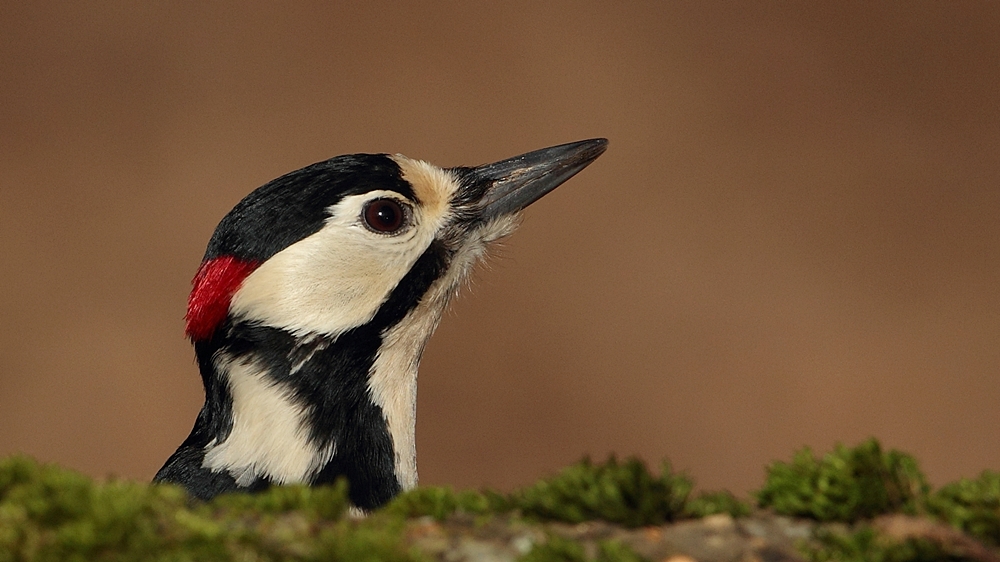 Great Spotted Woodpecker
