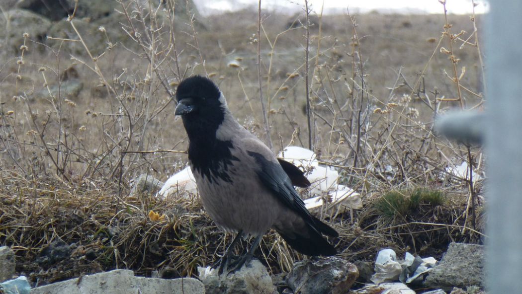 Hooded Crow