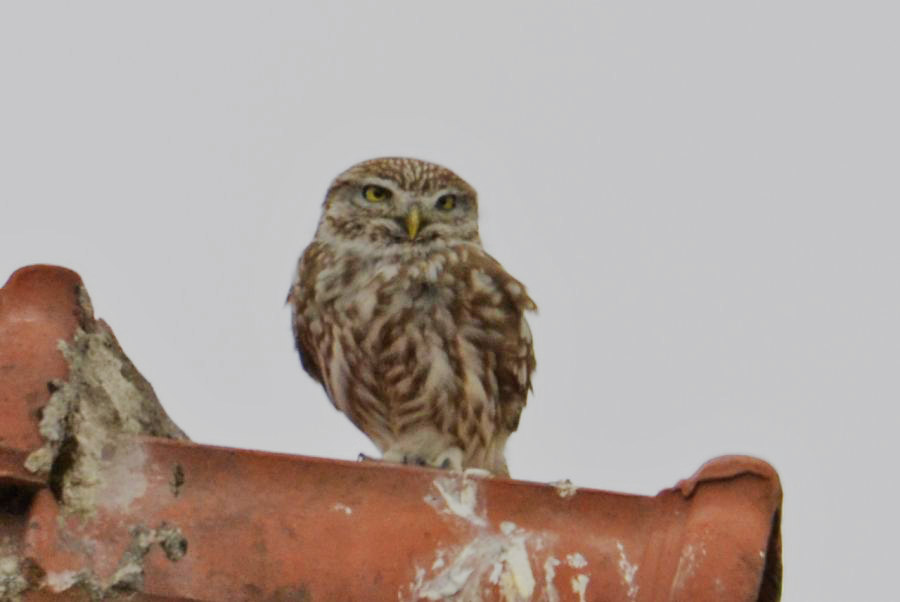 Little Owl
