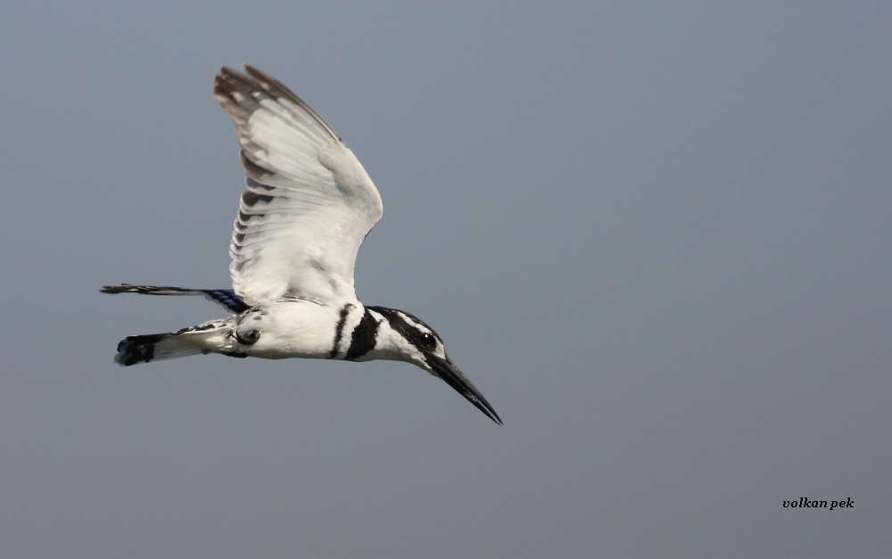 Pied Kingfisher