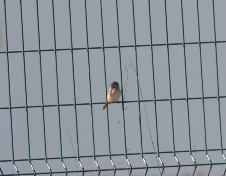 Subalpine Warbler