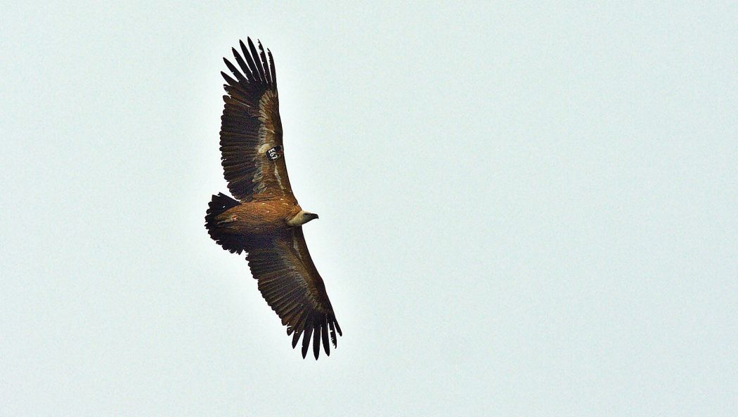 Griffon Vulture