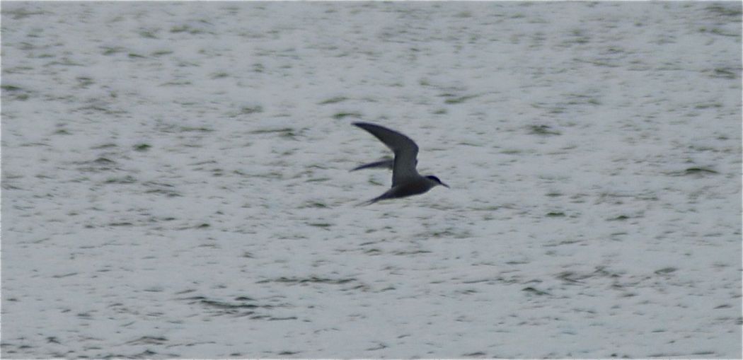 Common Tern