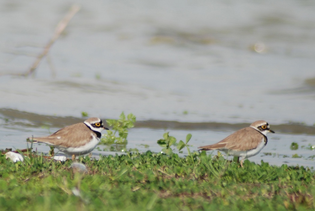 Little Ringed Plover