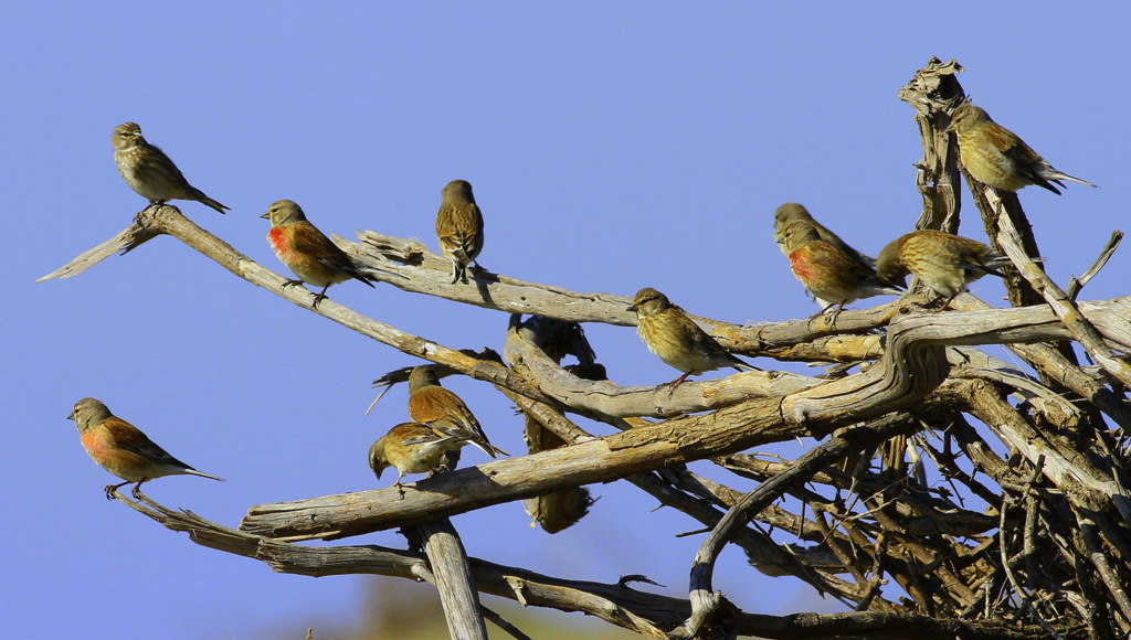 Common Linnet