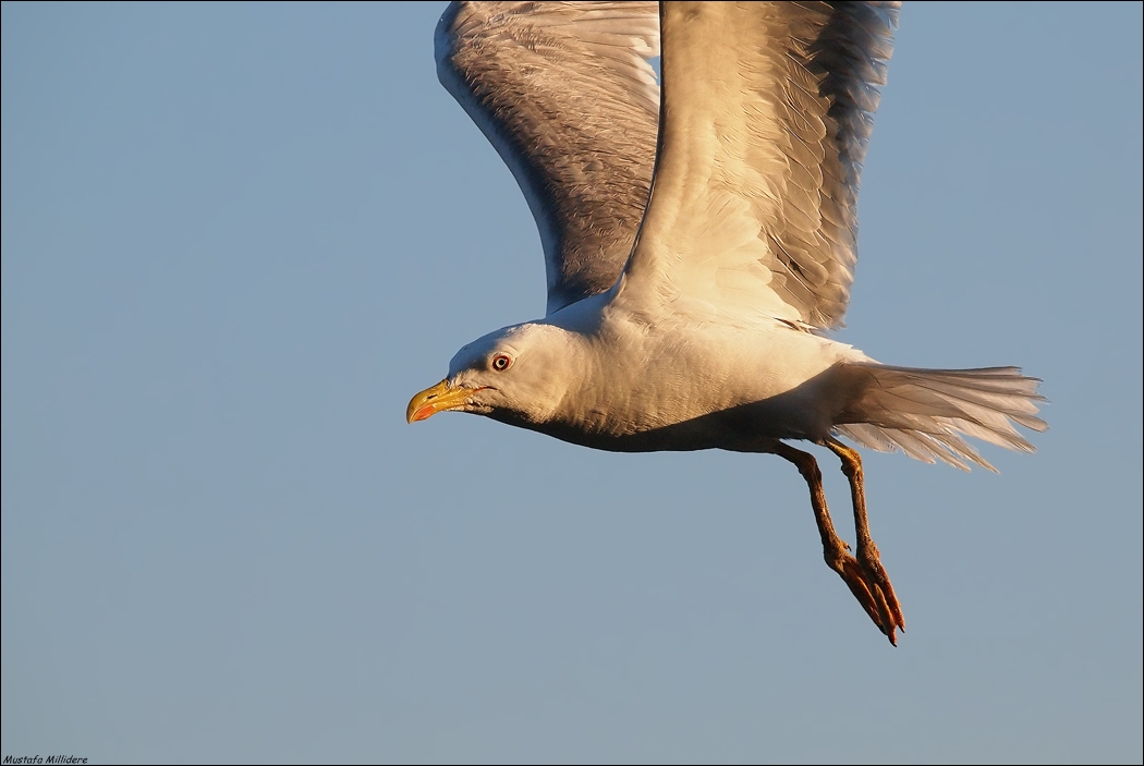 Yellow-legged Gull