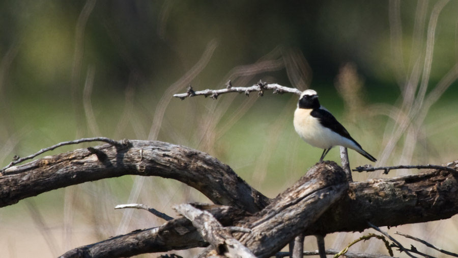 Black-eared Wheatear