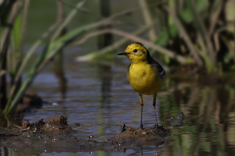 Citrine Wagtail
