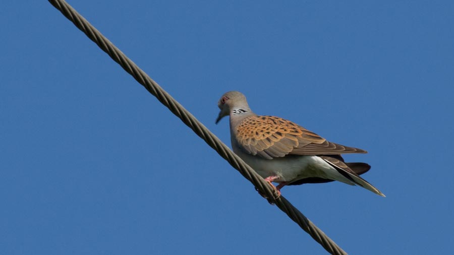 European Turtle Dove