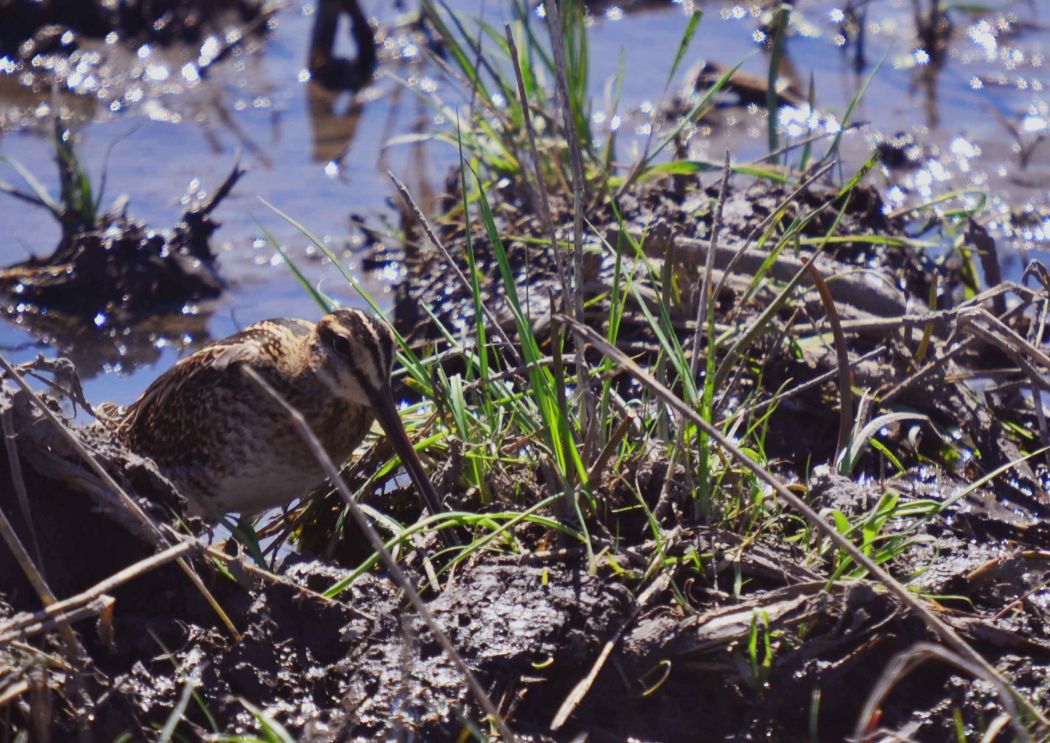 Common Snipe