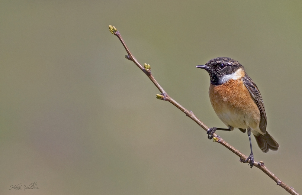 European Stonechat