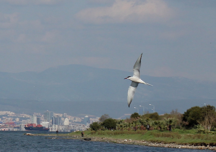 Common Tern