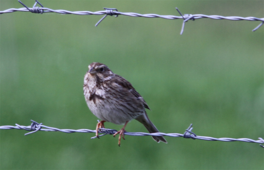 Corn Bunting
