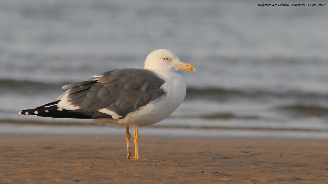 Lesser Black-backed Gull