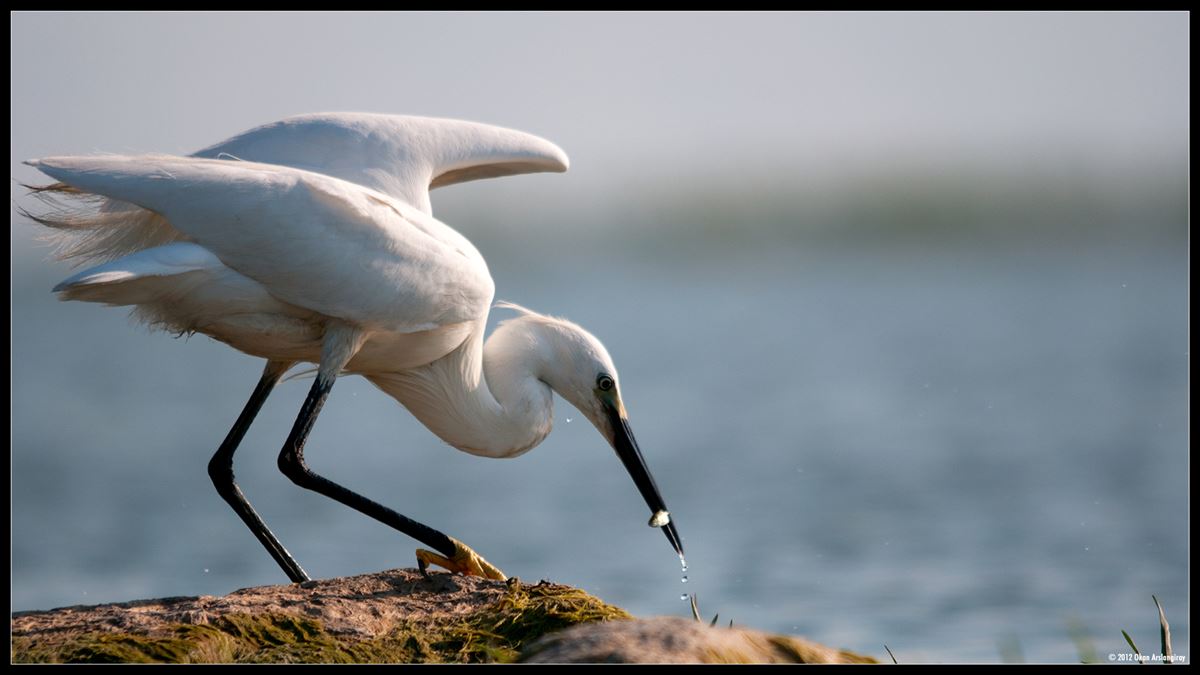 Little Egret