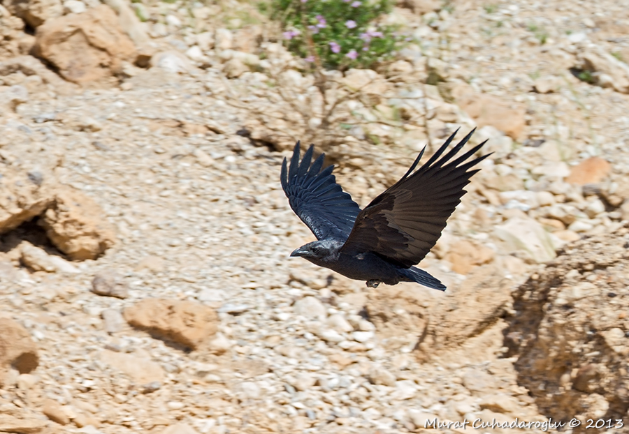 Fan-tailed Raven