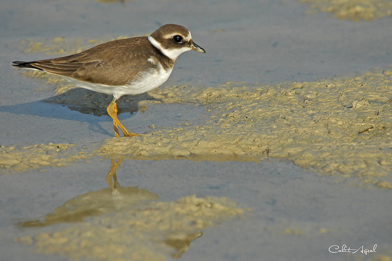 Common Ringed Plover