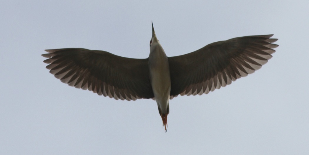Black-crowned Night Heron