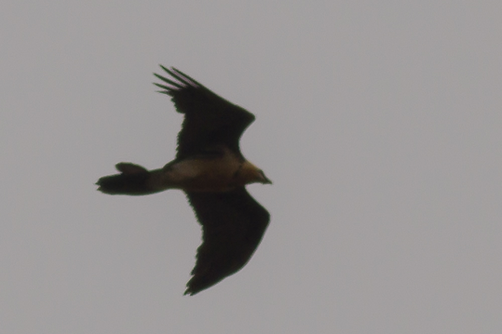 Bearded Vulture