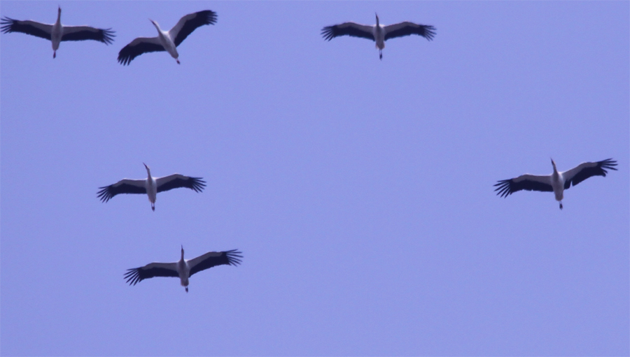 White Stork