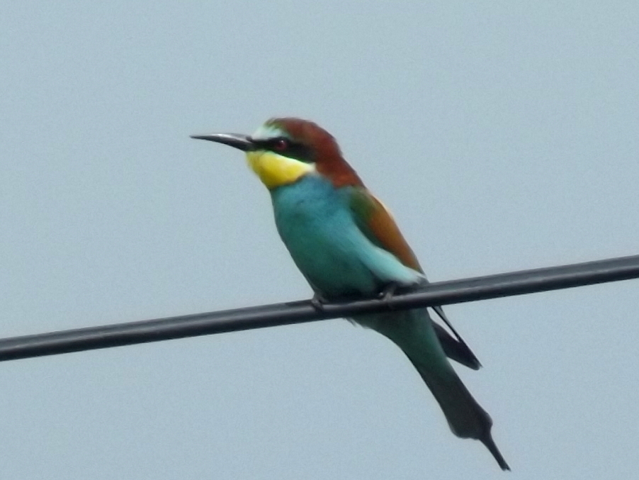 European Bee-eater