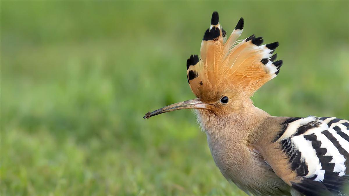 Common Hoopoe