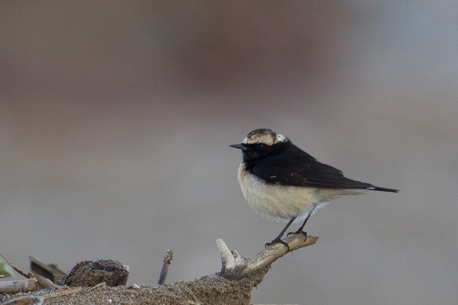 Cyprus Wheatear
