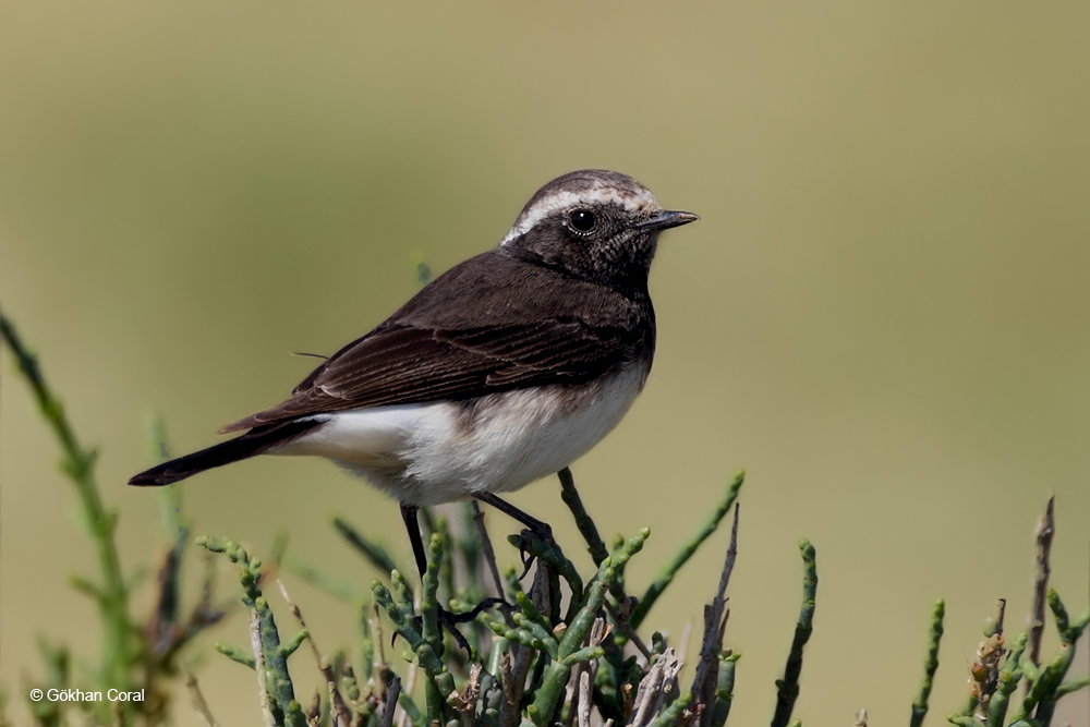 Cyprus Wheatear