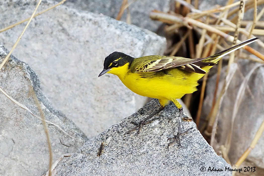 Western Yellow Wagtail