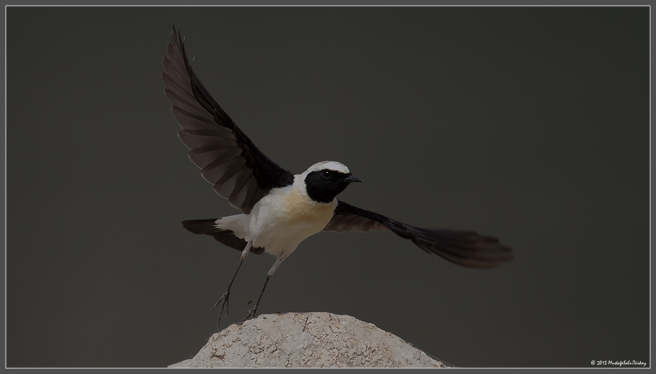 Black-eared Wheatear