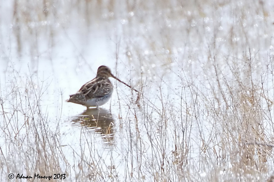 Common Snipe