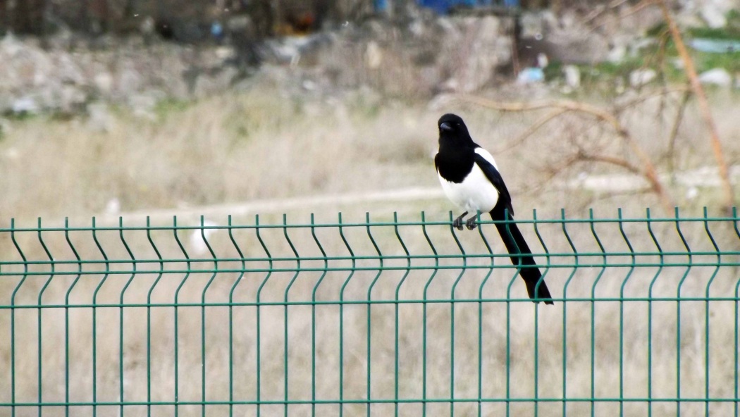 Eurasian Magpie
