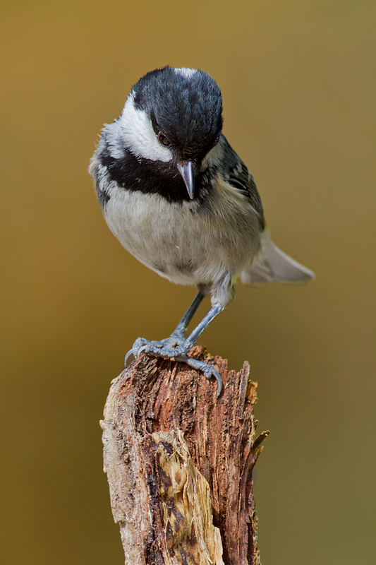 Coal Tit