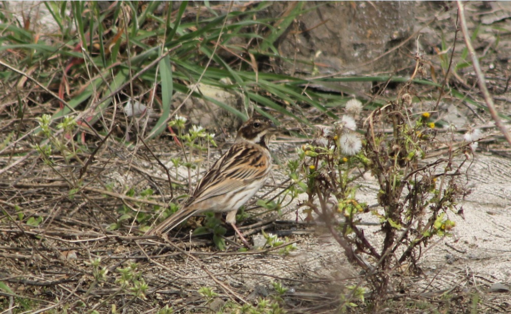 Common Reed Bunting