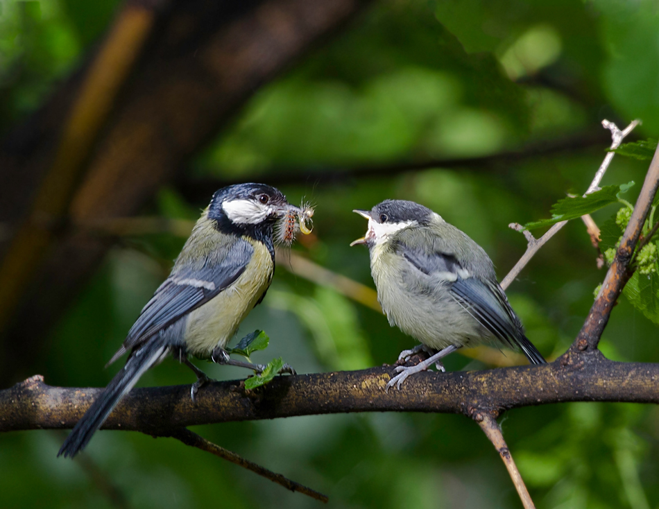 Great Tit