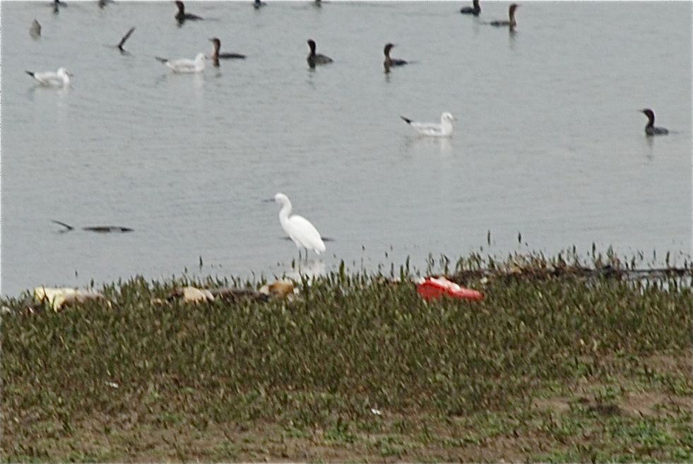 Little Egret