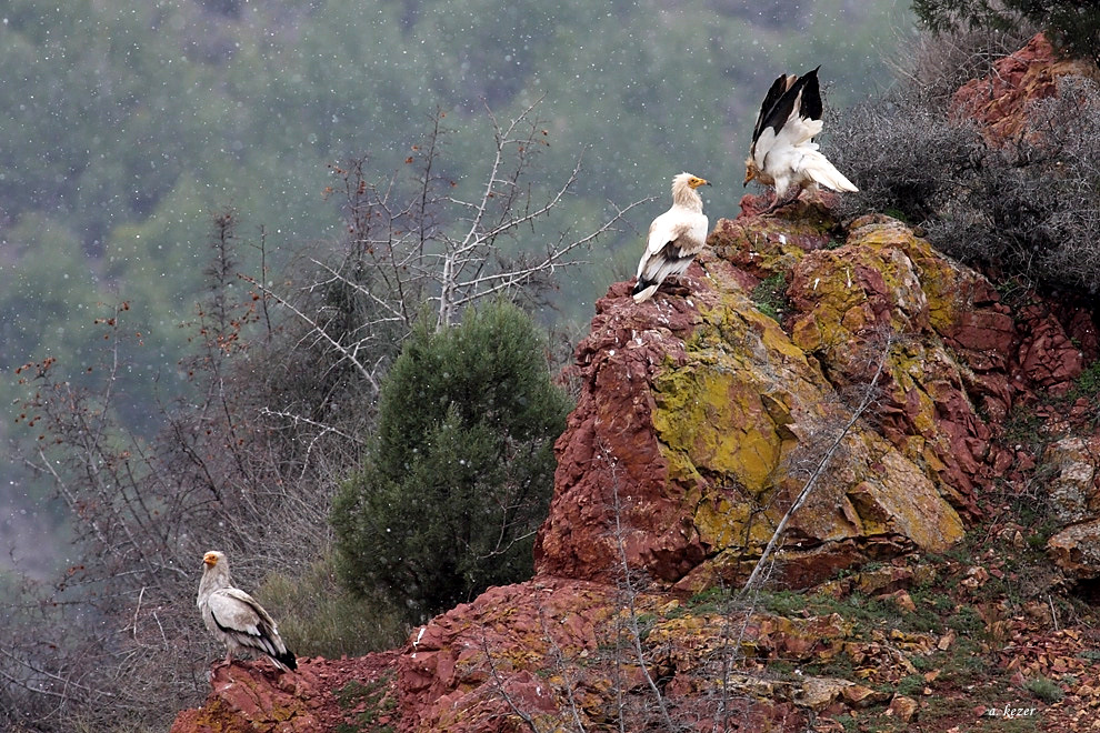 Egyptian Vulture