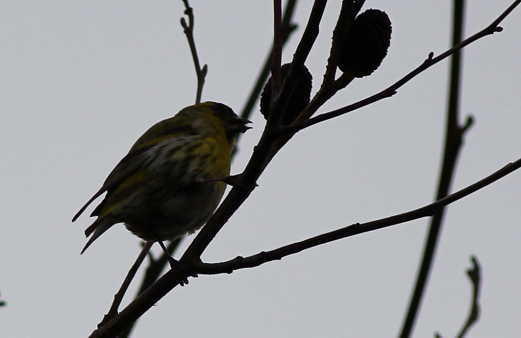 Eurasian Siskin