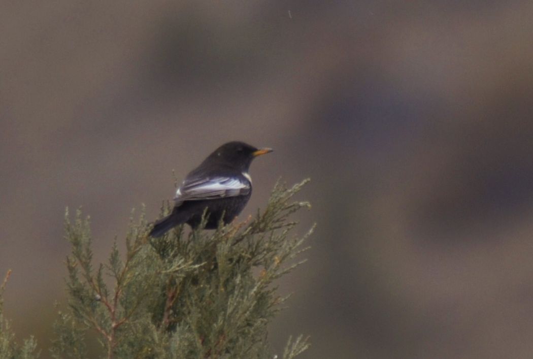 Ring Ouzel